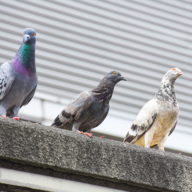 Capture pigeon et oiseaux Ottawa et Outaouais